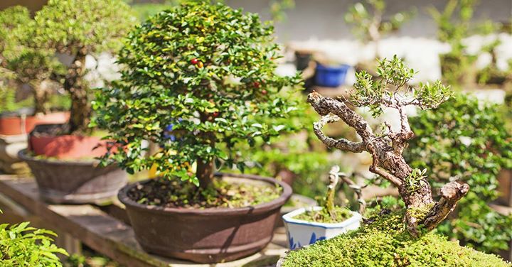 Masterclass: The Art of Bonsai